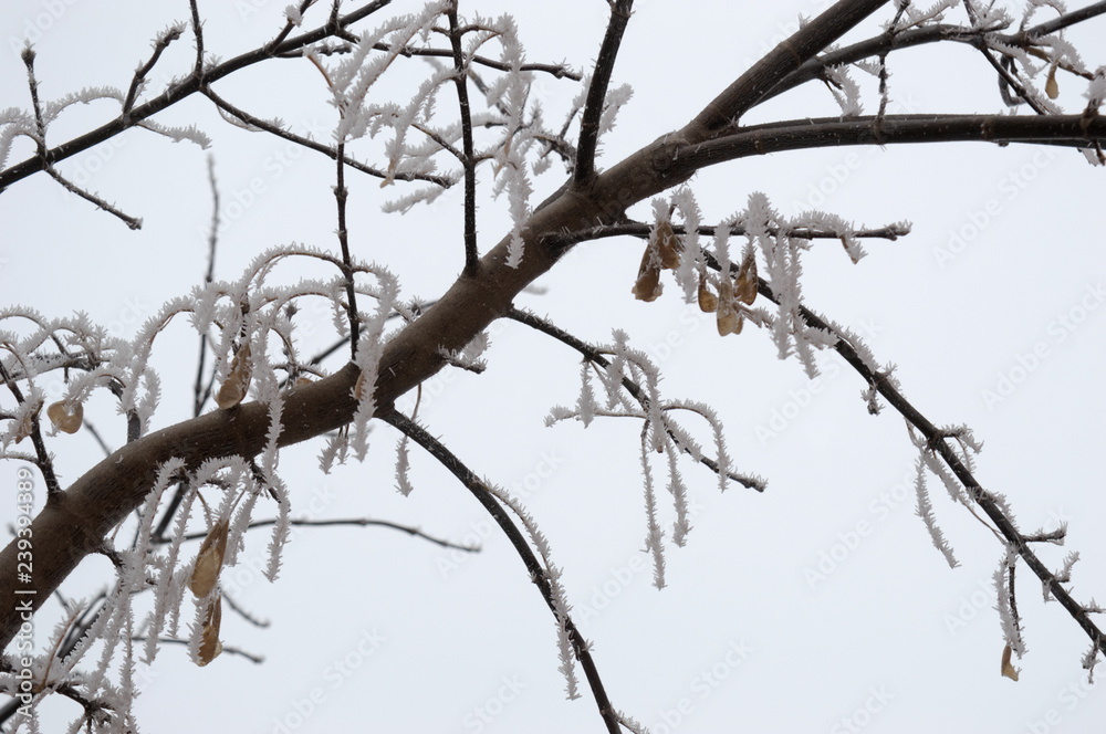 The branch of the tree is covered with hoarfrost. Ear drops