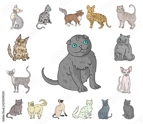 Breeds of cats cartoon icons in set collection for design. Pet cat vector symbol stock web illustration.