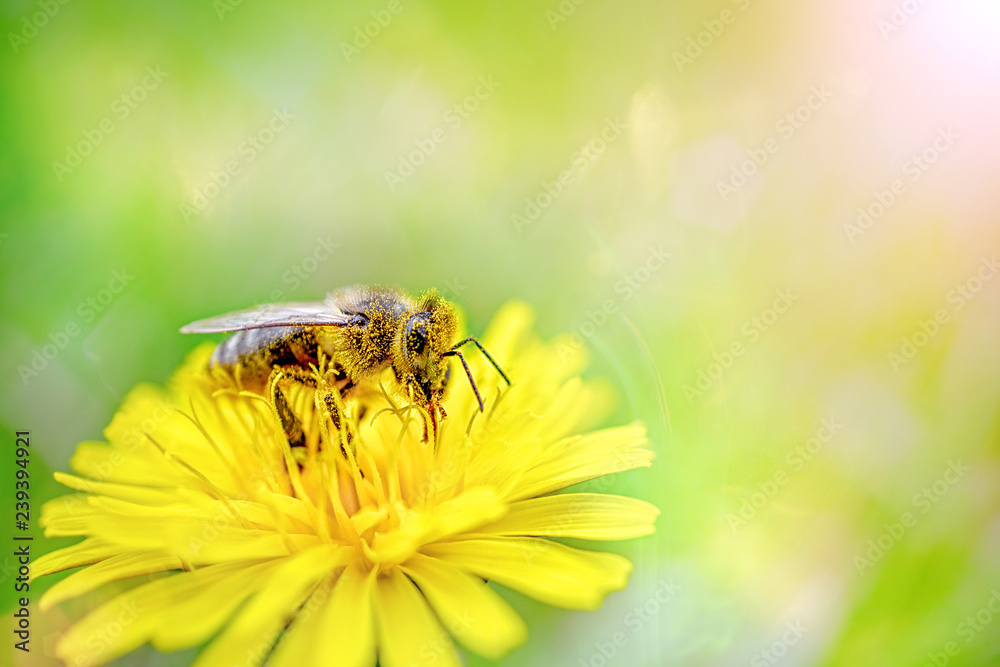 A honey bee in yellow pollen collects nectar from a dandelion flower on a sunny spring day. Spring time. Copy space A honey bee in yellow pollen collects nectar from a dandelion flower on a sunny spring day. Spring time. Copy space