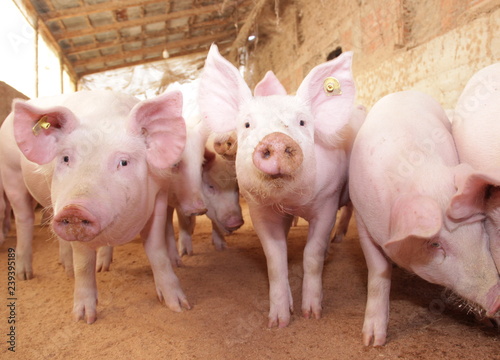 Pigs in the farm © KSCHiLI