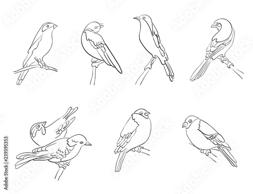 set of vector silhouettes of birds