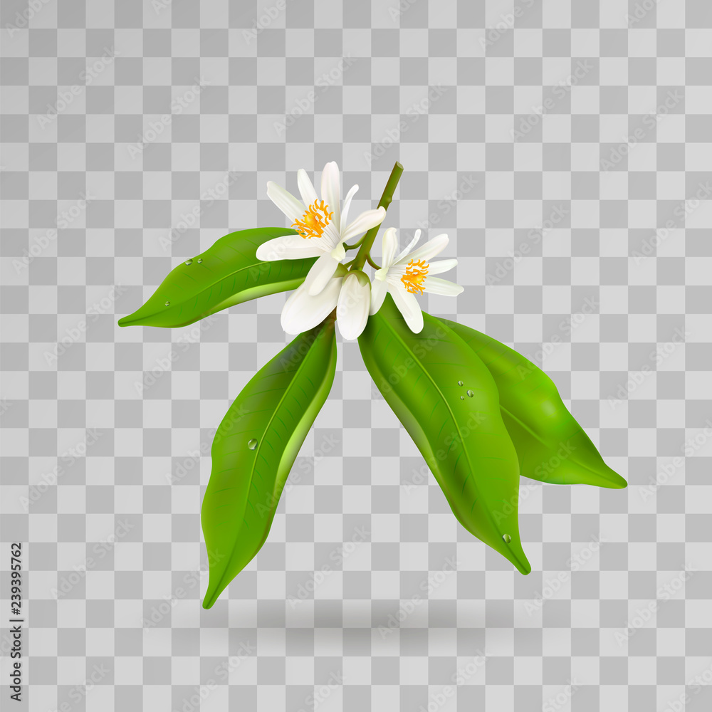 Φωτογραφία Blossoming citrus plant branch with flowers, buds and green leaves isolated on transparent background