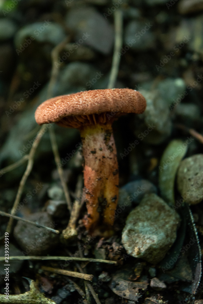 hongos hongos