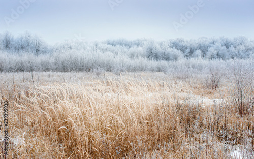 Dry coastal reed cowered with snow, nature background