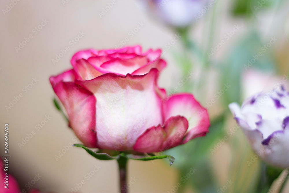 Pink and white blooming rose gifrt with love