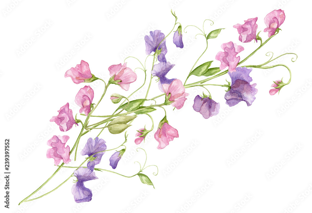Εκτύπωση καμβά Sweet pea blossoms bouquet on a white background