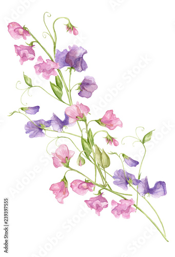 Sweet pea blossoms bouquet on a white background. Isolated sweet pea blossoms set. Floral pattern elements and blossoms. Tender cute flowers.