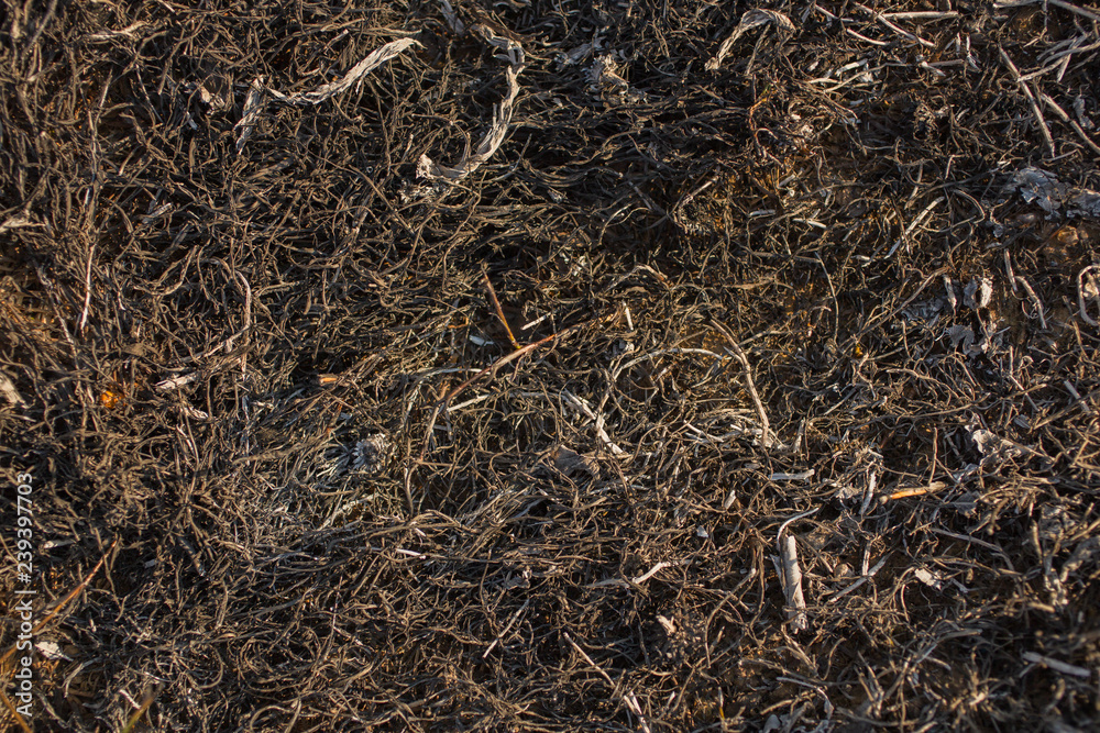 The surface of the earth covered with ash. Charred grass. Field with burned vegetation. The fire destroyed the meadow's flora. The surface of the earth covered with ash. Charred grass. Field with burned vegetation. The fire destroyed the meadow's flora.