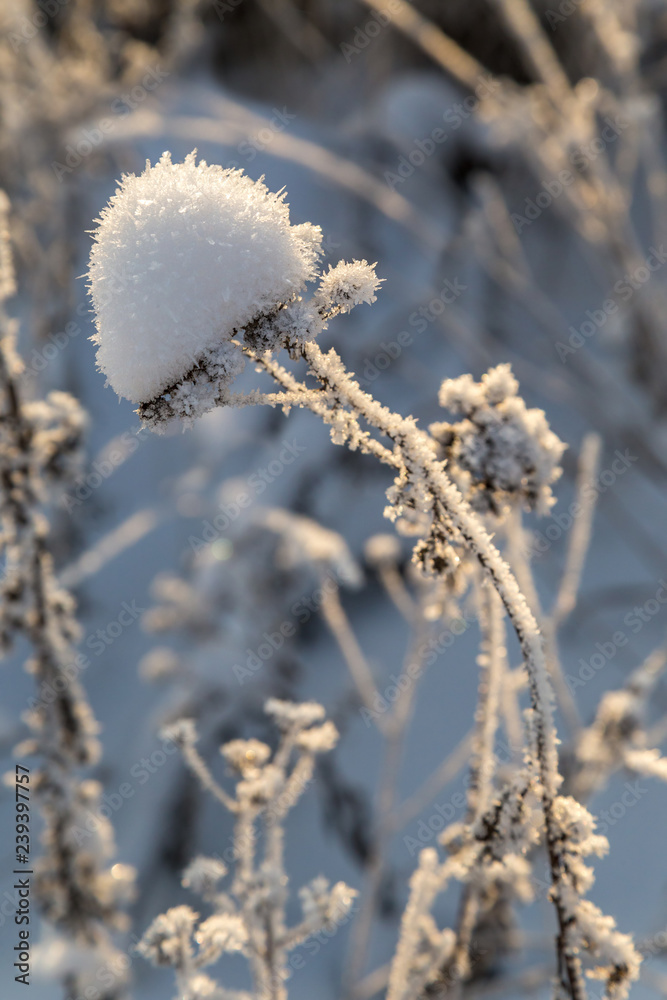 Dry plants covered with hoarfrost shining in the sun. Winter background Dry plants covered with hoarfrost shining in the sun. Winter background