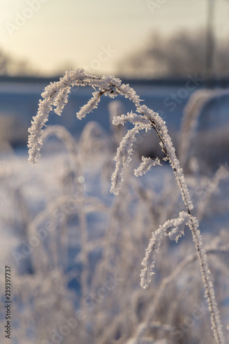 Dry plant covered with hoarfrost shining in the sun. Winter background