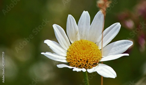 isolated daisy in the meadow