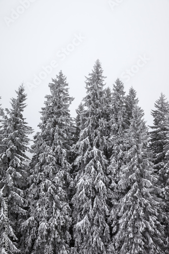Frozen snow-covered fir forest after snowfall and gray sky in haze at winter