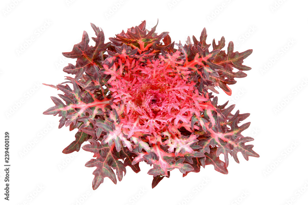 Naklejka premium 葉ボタン