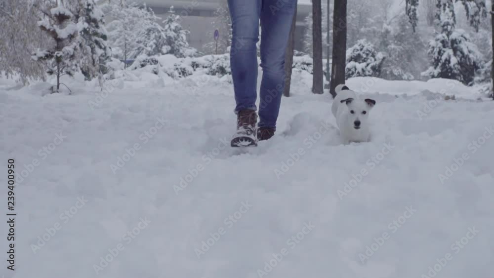 Man playing with jack russell terrier dog in snow puppy happy cheerful
Man playing with jack russell terrier dog in snow puppy happy cheerful