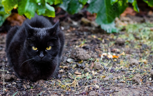 Beautiful black cat with big yellow eyes lying on the ground in the garden and looking into the camera