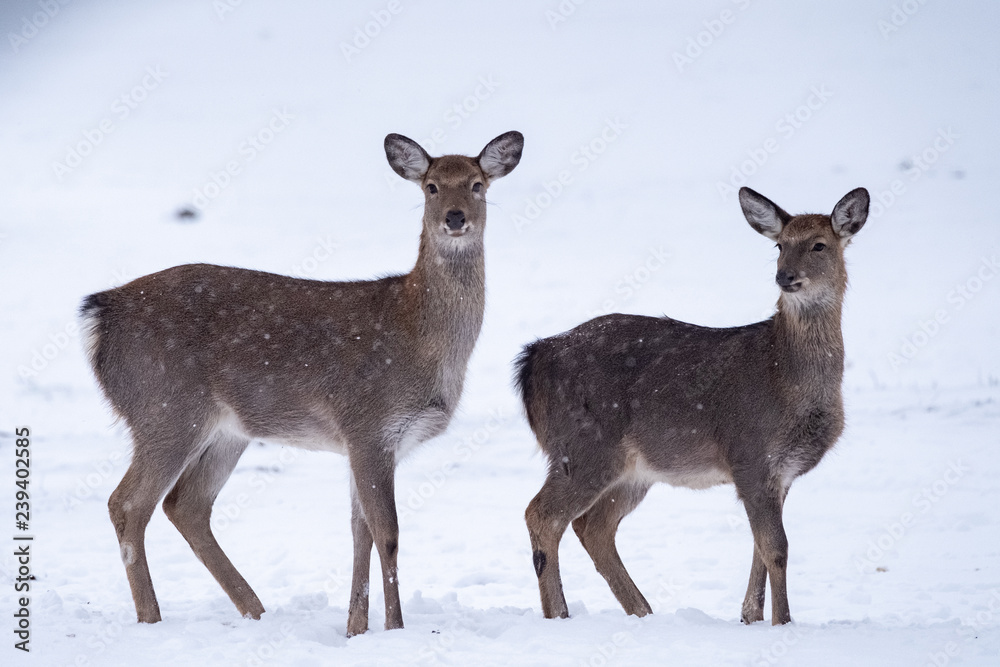 fallow deer in the snow