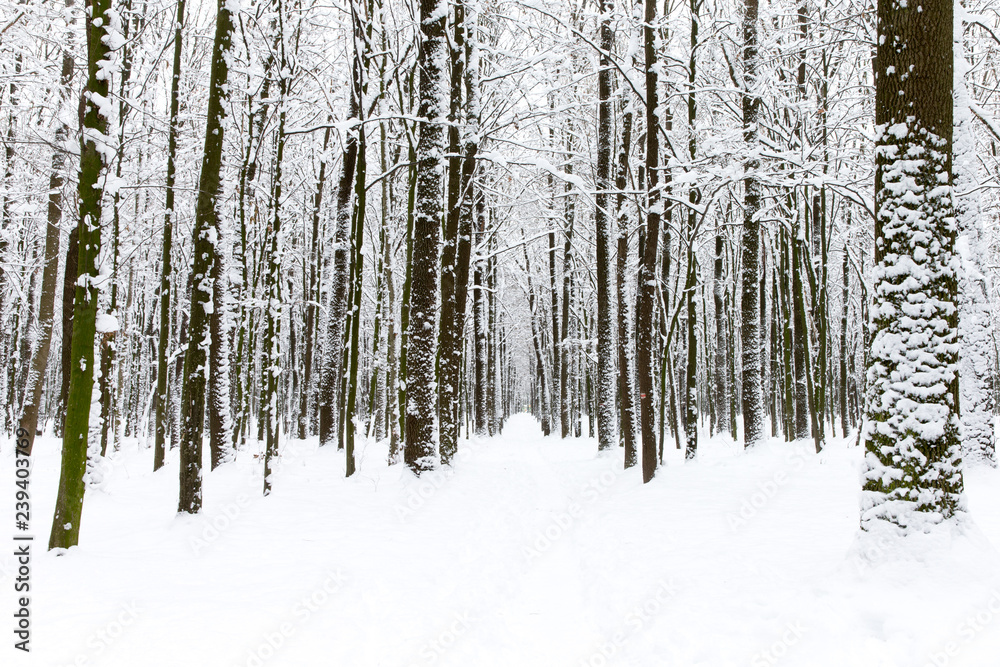 beautiful winter forest  and the road