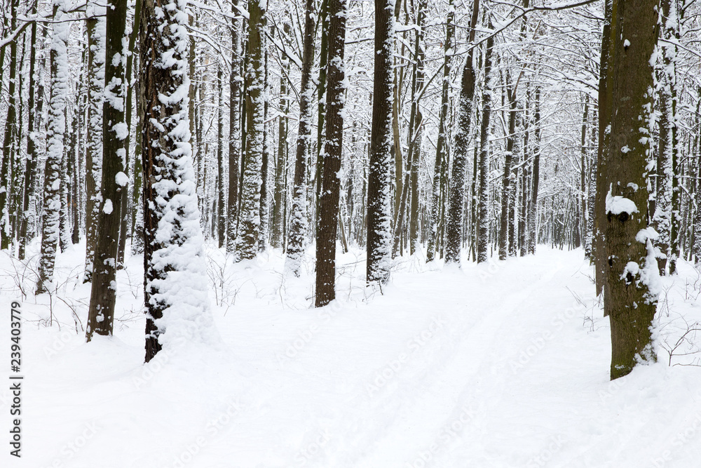 Fototapeta premium beautiful winter forest and the road