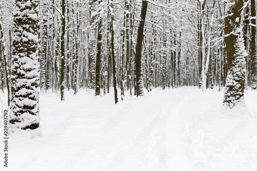 beautiful winter forest and the road beautiful winter forest and the road