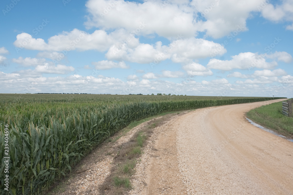 Dirt farm road and cornfield