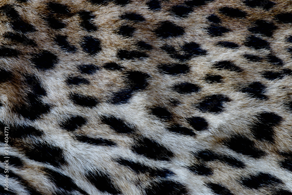 Leopard Print Pattern Leopard Print Pattern