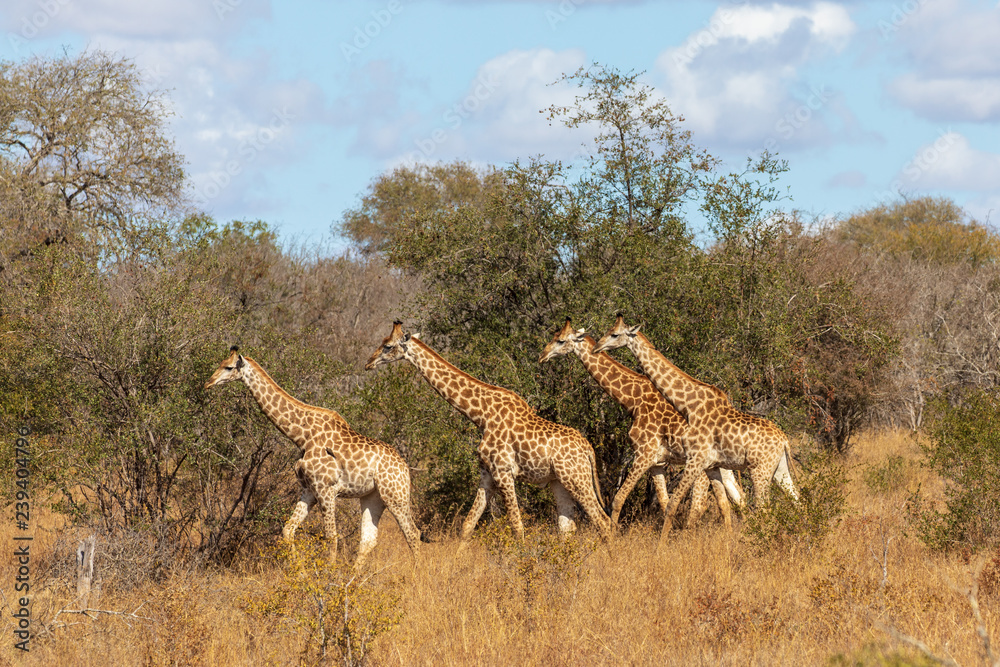 Fototapeta premium Giraffe 35