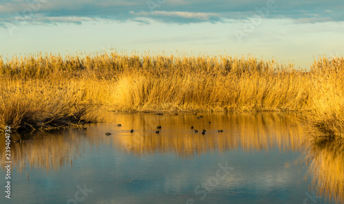 golden reeds reflected in a blue lake