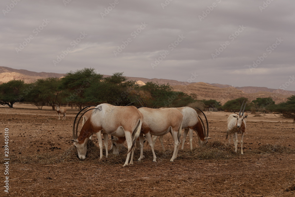 Obraz premium Four antelopes are standilg in desert. 