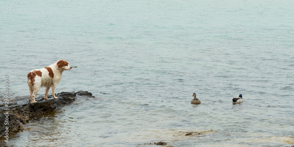 Dog watching his friends ducks Dog watching his friends ducks