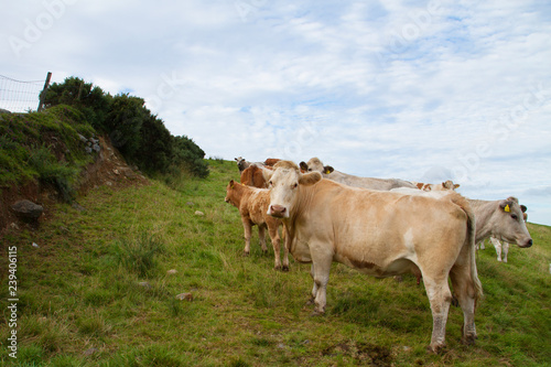 Irish cows