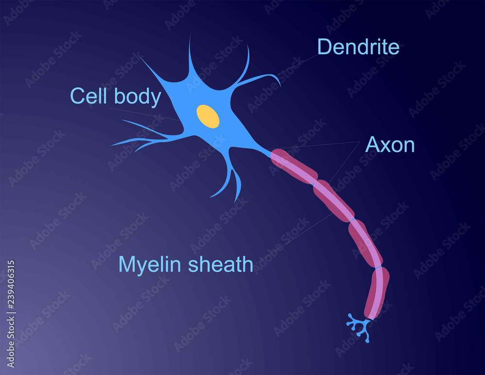 Neuroscience vector illustration. The structure of a brain cell neuron
