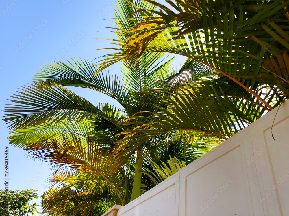 Fototapeta premium Palm trees against blue sky, Palm trees on tropical coast coconut tree, summer tree