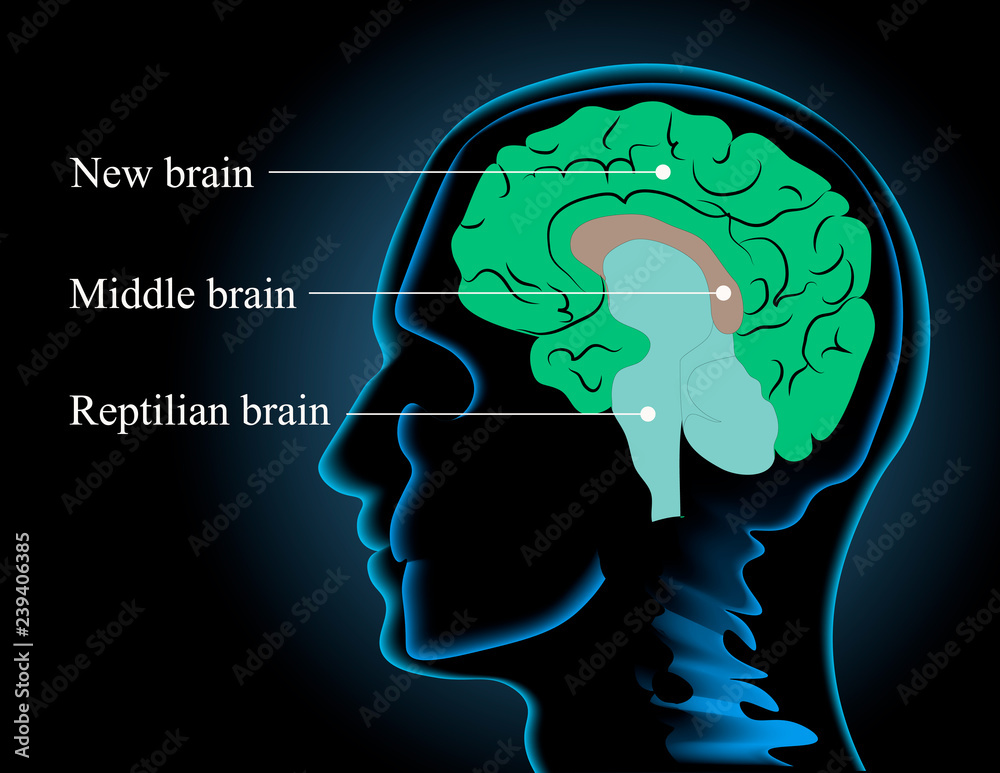 Neuroscience vector illustration. Scheme image of the human brain ...