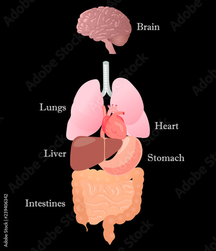 Human anatomy. Human internal organs vector illustration