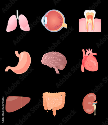 Human anatomy. Human internal organs vector illustration. Internal organs set of icons