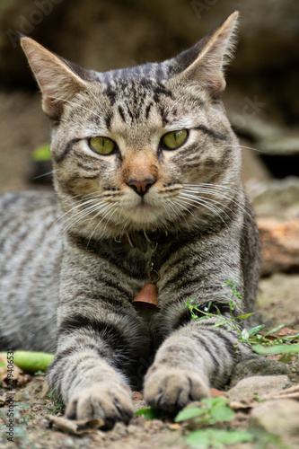 Wallpaper Mural gato Torontodigital.ca