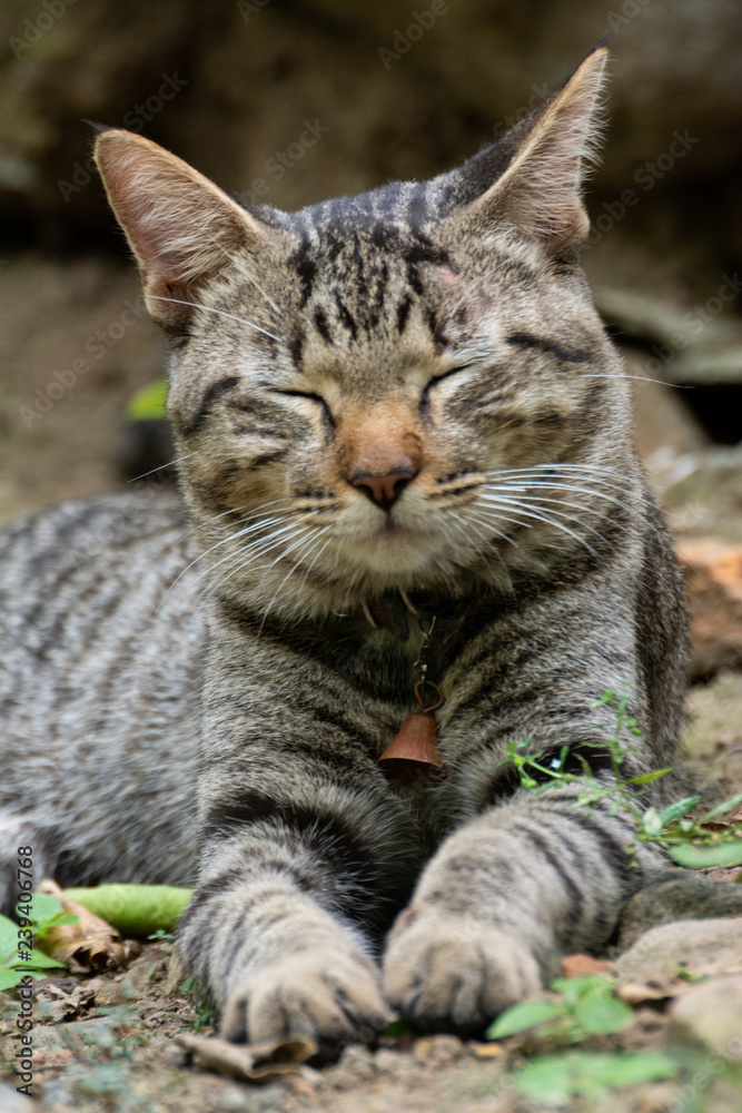 gato
