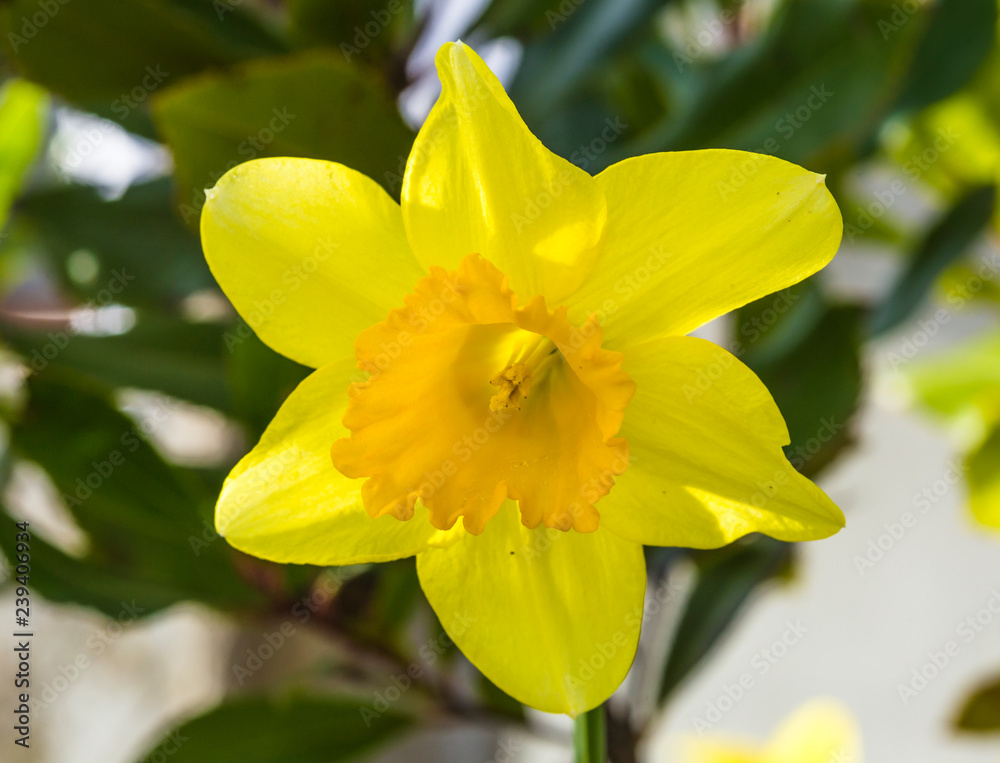 Obraz premium Spring blooming yellow flower narcissus in closeup