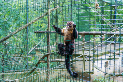 Monkey in a cage at the zoo. © kamira