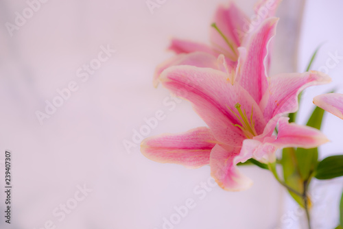 Lilly, Pink lilies White background - image
