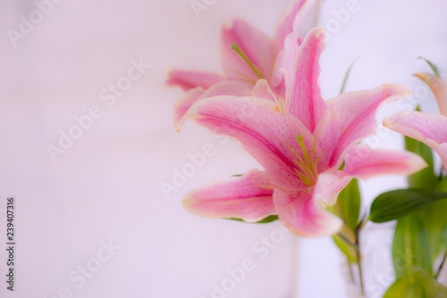 Fototapeta Naklejka Na Ścianę i Meble -  Lilly, Pink lilies White background - image