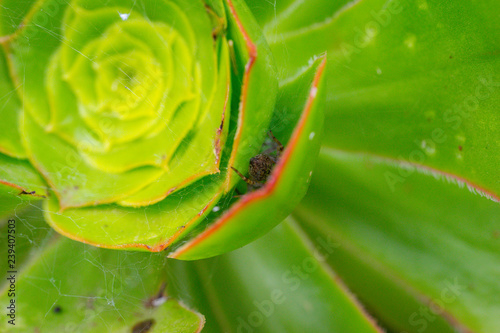 Spider in Plant