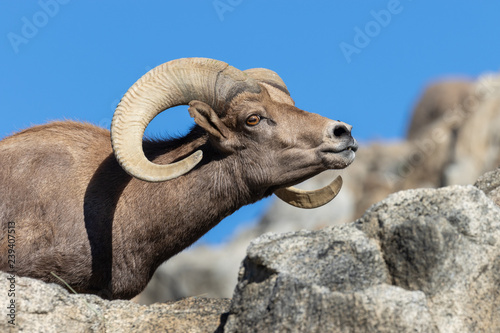 Desert Bighorn Sheep Ram photo