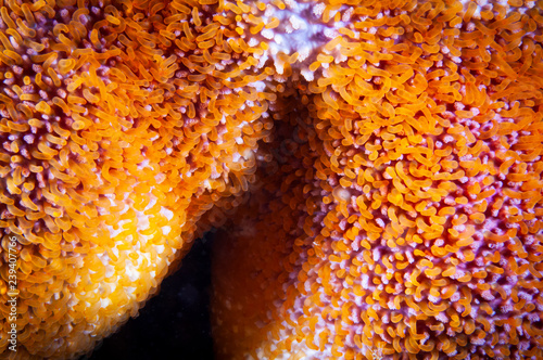 Close-up of a Smooth Sun Star texture in the St.Lawrence River in Canada photo