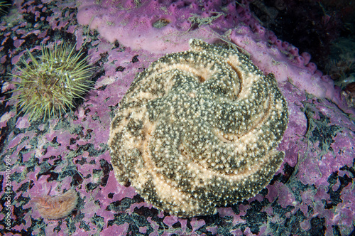 Polar Sea Star protecting and incubating it s eggs underwater in the St. Lawrence Estuary