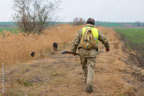 Hunter with a german drathaar and spaniel  pigeon hunting with dogs in reflective vests