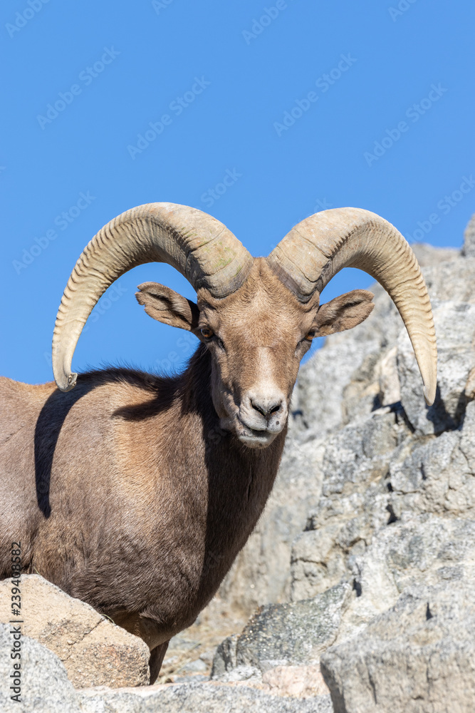 Desert Bighorn Sheep Ram Desert Bighorn Sheep Ram