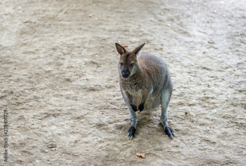 Kangaroo - Australian marsupial mammal with long hind legs. 