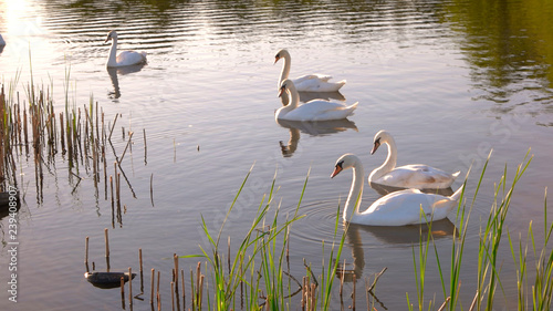 White swans floating on water. Group of peaceful swans swimming in lake at summer park. Beautiful summer scene.