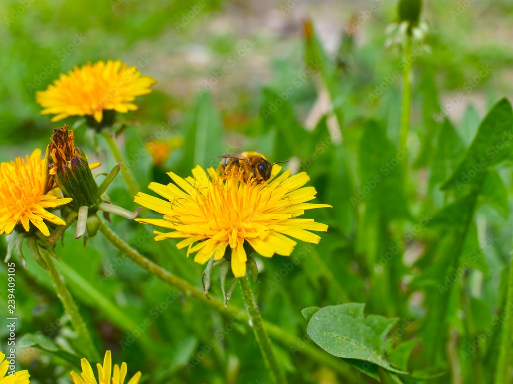bee on flowers yellow bee on flowers yellow